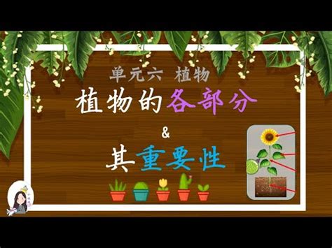 樹的功能|【樹的功能】認識樹的功能！一次瞭解種樹的 50 大好處，讓你驚。